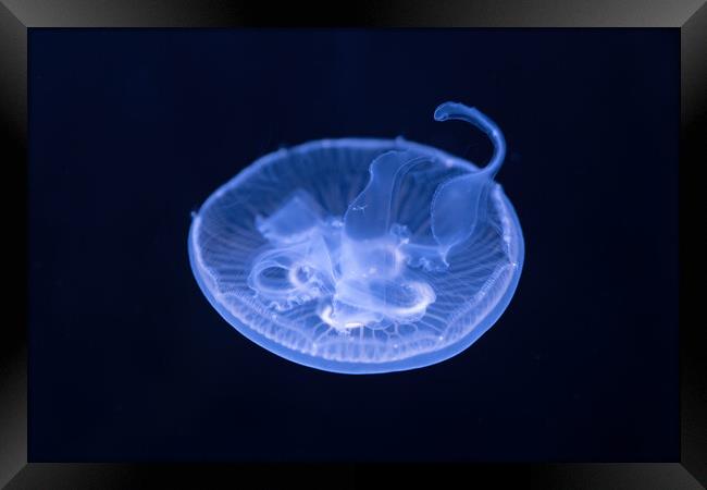 Moon Jellyfish In The Dark Framed Print by Artur Bogacki