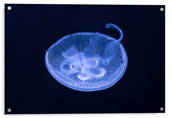 Moon Jellyfish In The Dark Acrylic by Artur Bogacki