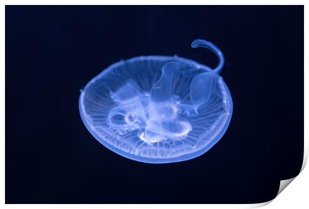 Moon Jellyfish In The Dark Print by Artur Bogacki