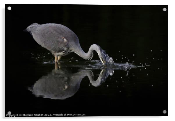 Heron Strike Acrylic by Stephen Noulton
