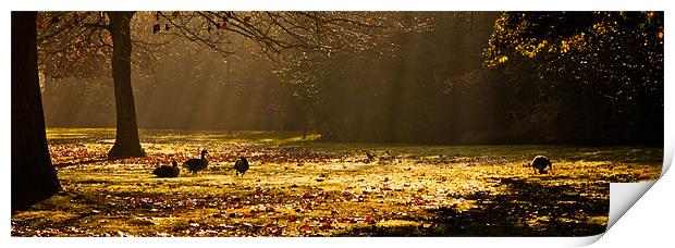 Geese in Winter Sunbeams Print by Dawn O'Connor