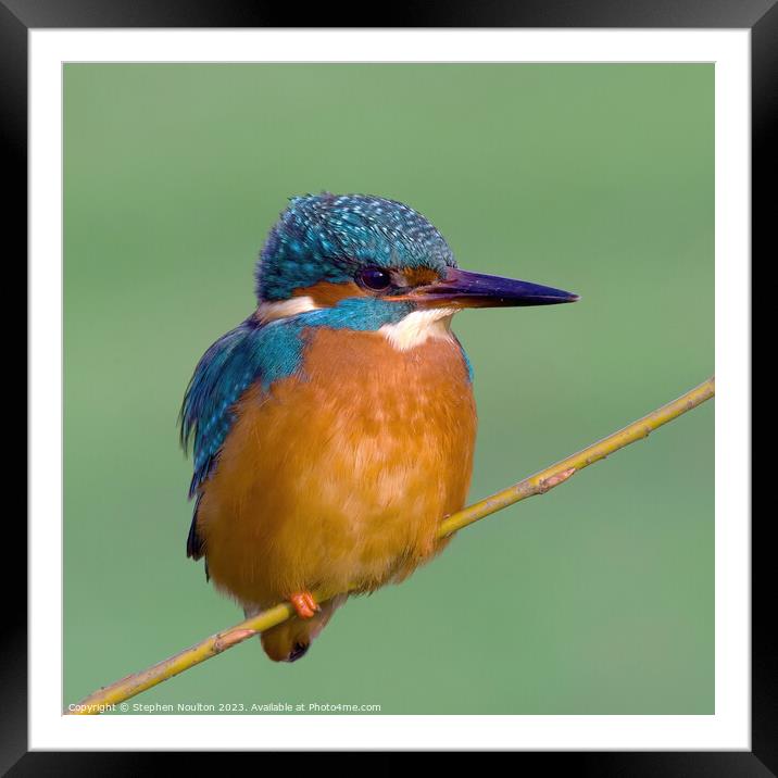 Kingfisher perched on a twig, Beddington Park Framed Mounted Print by Stephen Noulton