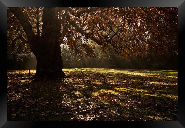 Sunbeams and Oak Tree Framed Print by Dawn O'Connor