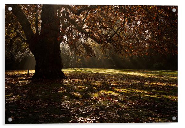 Sunbeams and Oak Tree Acrylic by Dawn O'Connor