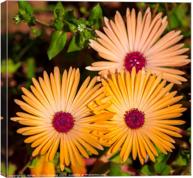 Close-up of yellow Livingstone daisies (Cleretum b Canvas Print by Adrian Turnbull-Kemp