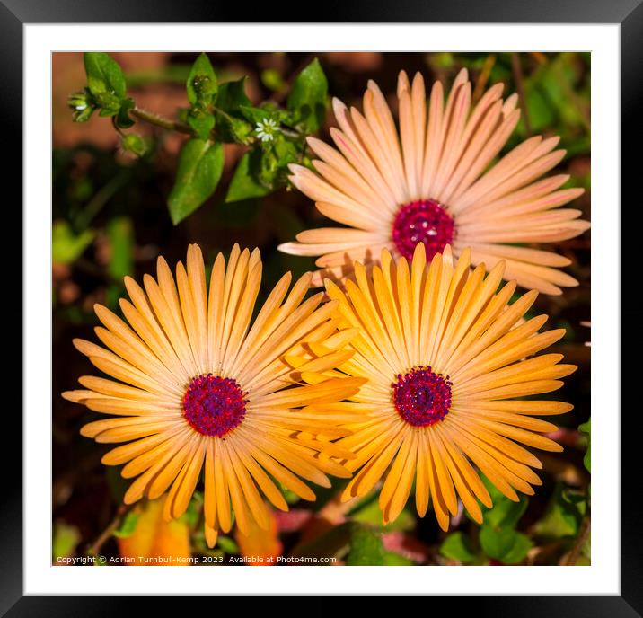 Close-up of yellow Livingstone daisies (Cleretum b Framed Mounted Print by Adrian Turnbull-Kemp