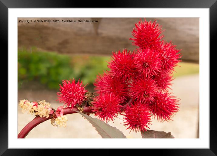 Castor Oil Plant Framed Mounted Print by Sally Wallis