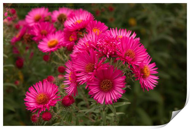 Michaelmas Daisies Print by Sally Wallis