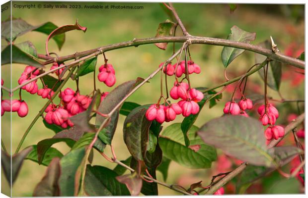 Spindle Berry Canvas Print by Sally Wallis