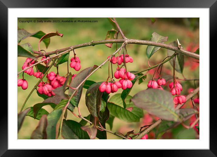 Spindle Berry Framed Mounted Print by Sally Wallis