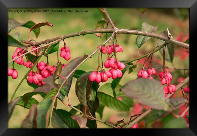 Spindle Berry Framed Print by Sally Wallis