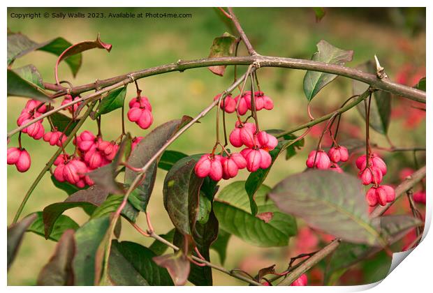 Spindle Berry Print by Sally Wallis