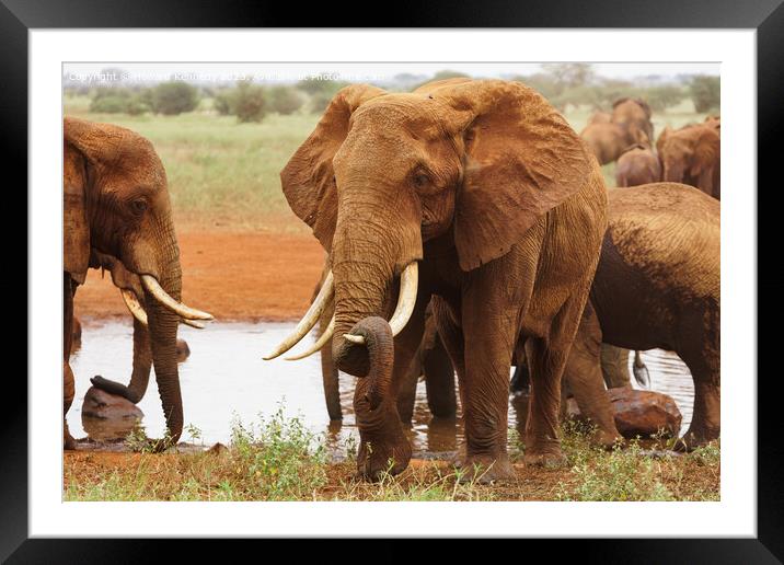 Elephant resting his trunk on his tusk Framed Mounted Print by Howard Kennedy