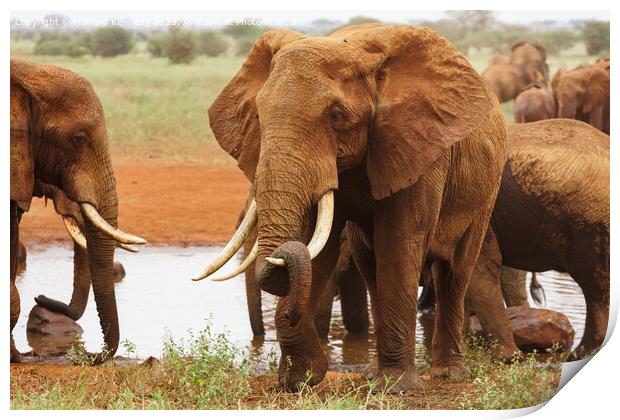 Elephant resting his trunk on his tusk Print by Howard Kennedy