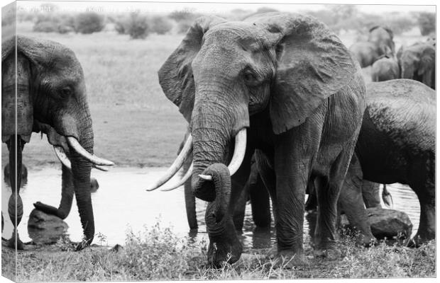 Elephant resting his trunk on his tusk in monochrome Canvas Print by Howard Kennedy
