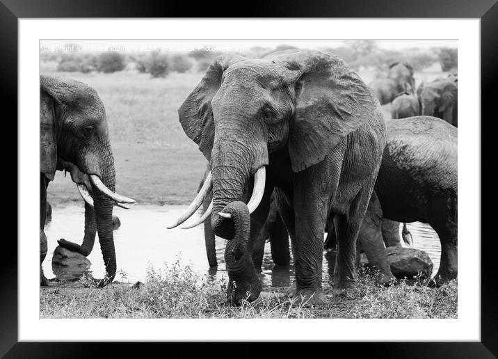 Elephant resting his trunk on his tusk in monochrome Framed Mounted Print by Howard Kennedy