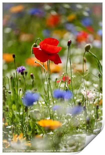 Poppy flower Print by Simon Johnson