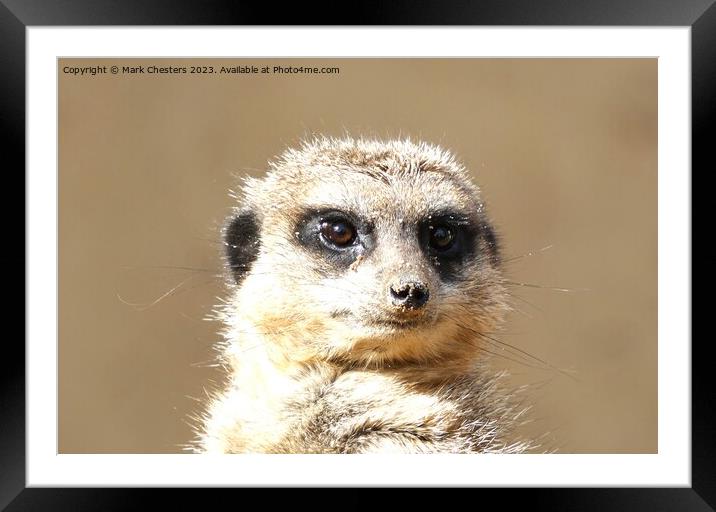 Meerkat face Framed Mounted Print by Mark Chesters