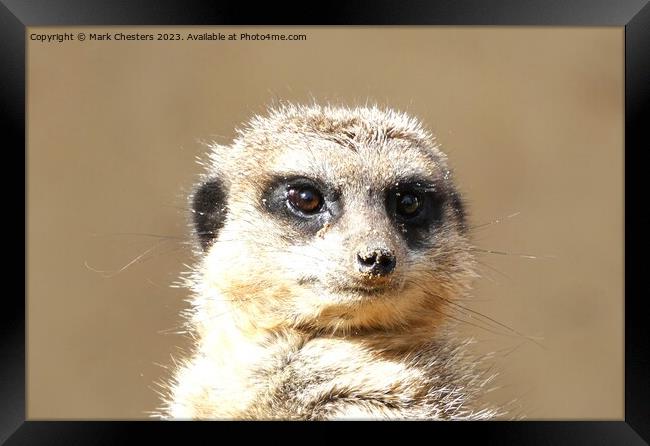 Meerkat face Framed Print by Mark Chesters