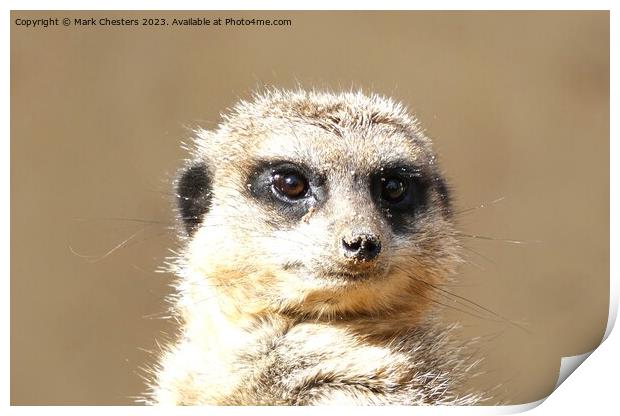 Meerkat face Print by Mark Chesters