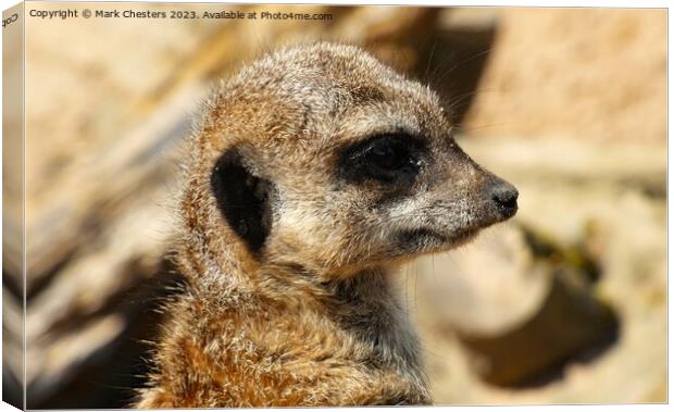  Meerkat Intriguing Gaze Canvas Print by Mark Chesters