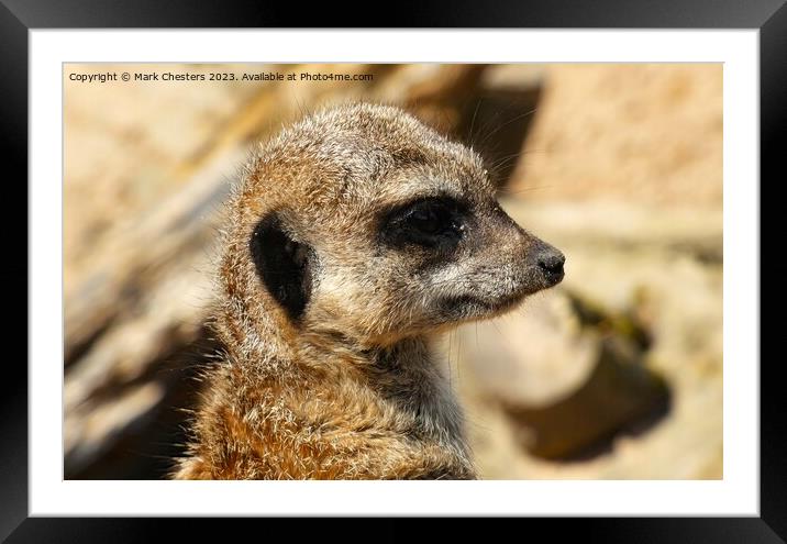  Meerkat Intriguing Gaze Framed Mounted Print by Mark Chesters