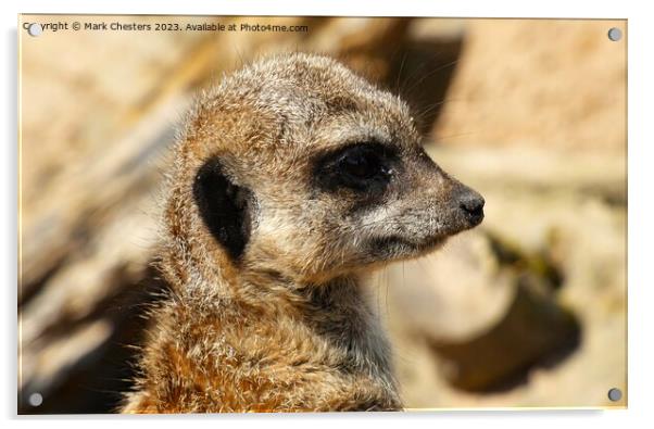  Meerkat Intriguing Gaze Acrylic by Mark Chesters