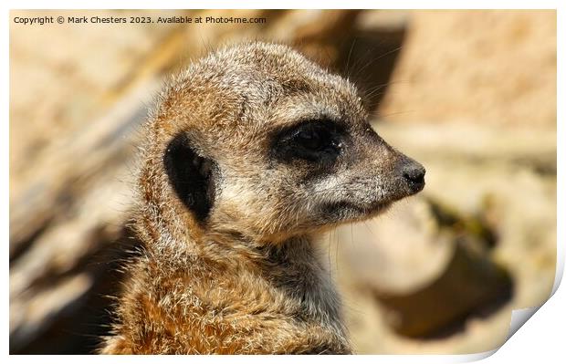  Meerkat Intriguing Gaze Print by Mark Chesters