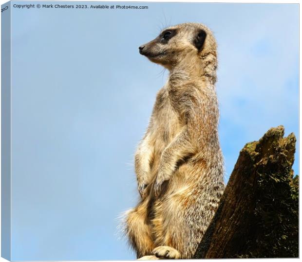 Meerkat on the lookout Canvas Print by Mark Chesters