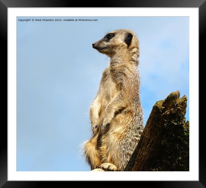 Meerkat on the lookout Framed Mounted Print by Mark Chesters