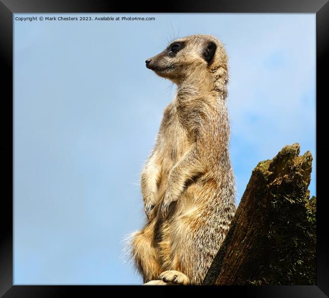 Meerkat on the lookout Framed Print by Mark Chesters