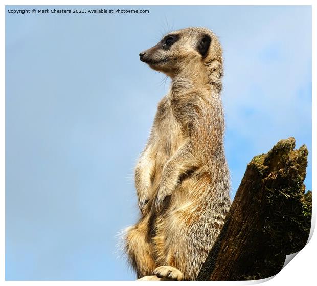 Meerkat on the lookout Print by Mark Chesters