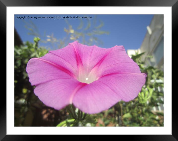 Garden's Jewel in Macro Framed Mounted Print by Ali asghar Mazinanian