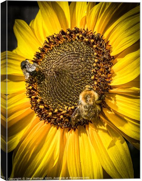Collecting Pollen  Canvas Print by Jane Metters