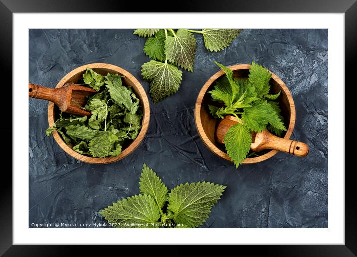 Fresh and dry nettle or urtica in wooden mortar Framed Mounted Print by Mykola Lunov Mykola