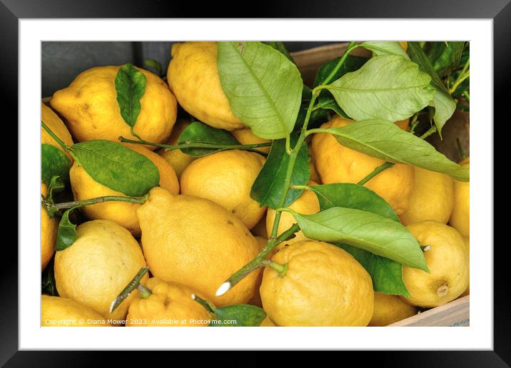 Sorrento Lemons Framed Mounted Print by Diana Mower