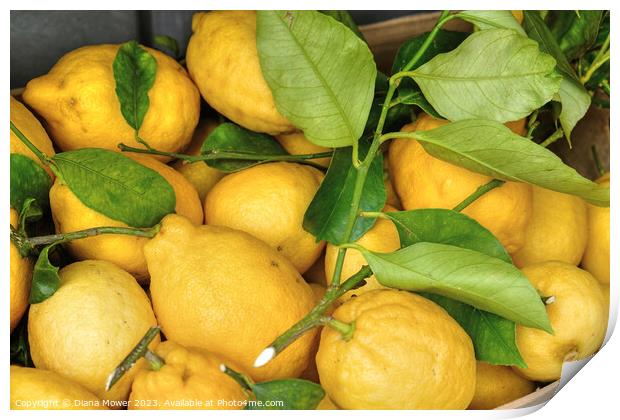 Sorrento Lemons Print by Diana Mower