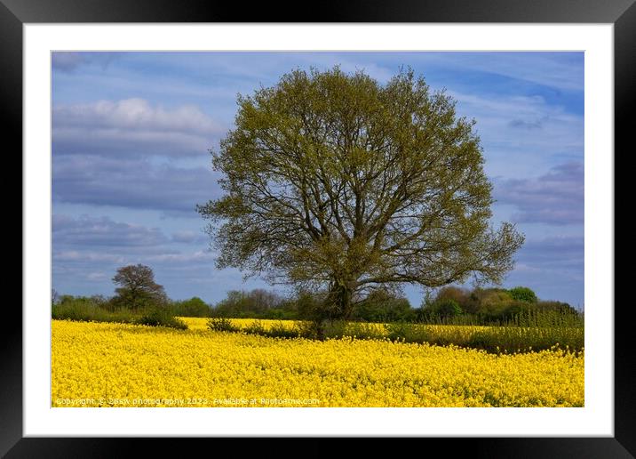 Simplicity of Yallow. Framed Mounted Print by 28sw photography