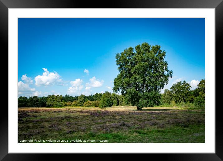 green single tree on the heather fields in graderen Holland Framed Mounted Print by Chris Willemsen