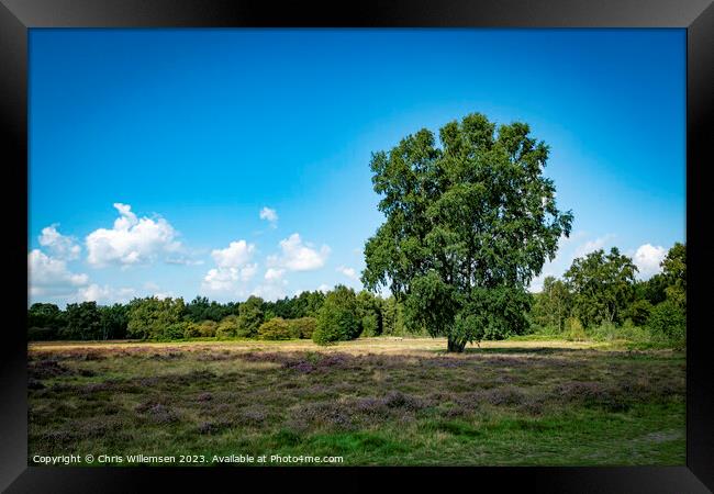 green single tree on the heather fields in graderen Holland Framed Print by Chris Willemsen