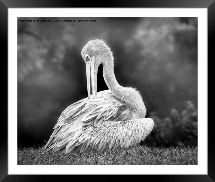 Pelican in Mono Framed Mounted Print by Jo Sowden