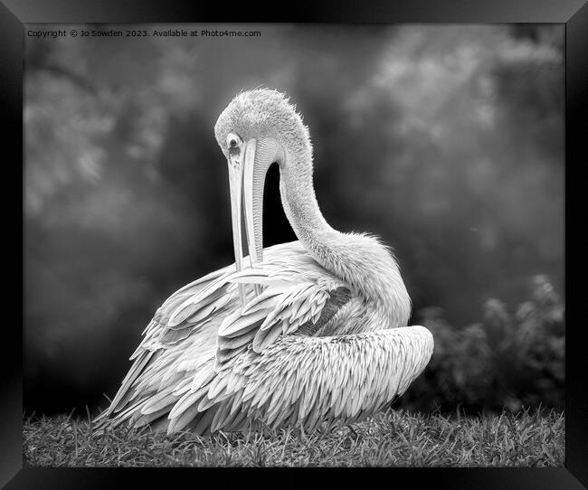 Pelican in Mono Framed Print by Jo Sowden