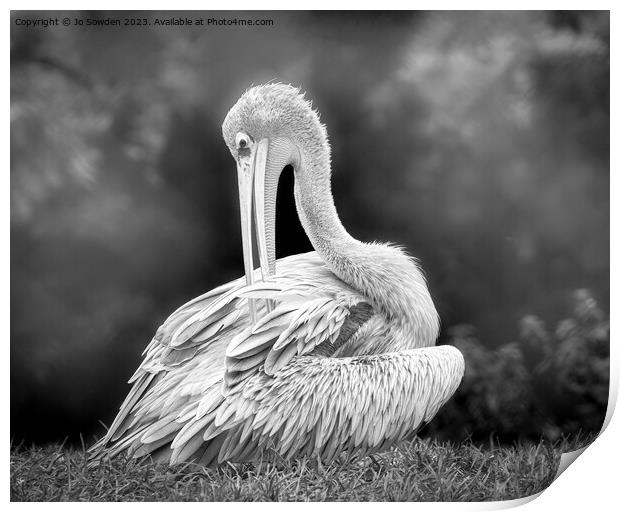 Pelican in Mono Print by Jo Sowden