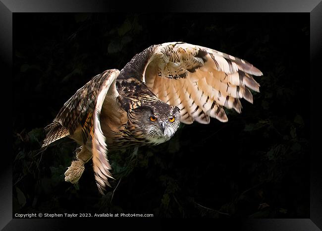 A bird that is standing in the dark Framed Print by Stephen Taylor