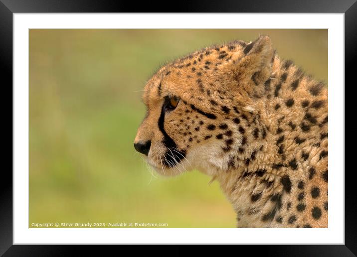 Cheetah - admiring the view Framed Mounted Print by Steve Grundy