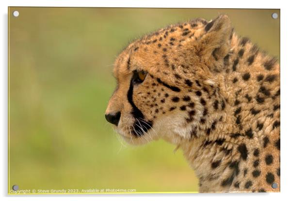 Cheetah - admiring the view Acrylic by Steve Grundy