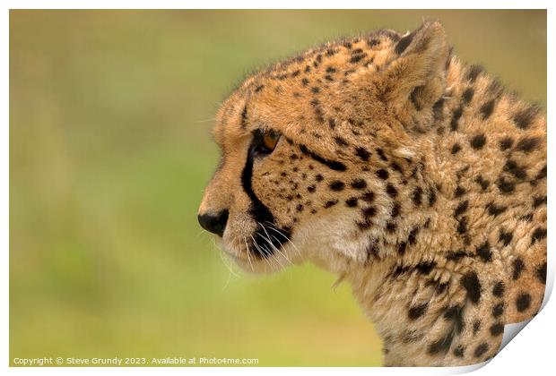 Cheetah - admiring the view Print by Steve Grundy