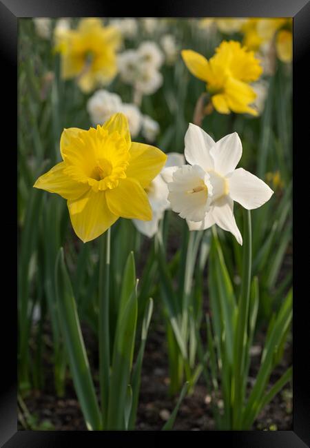 Narcissus Daffodil Yellow And White Flowers Framed Print by Artur Bogacki