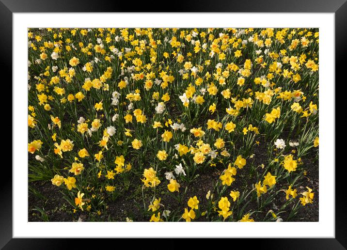 Narcissus Daffodil Blooming Flowers Field Framed Mounted Print by Artur Bogacki