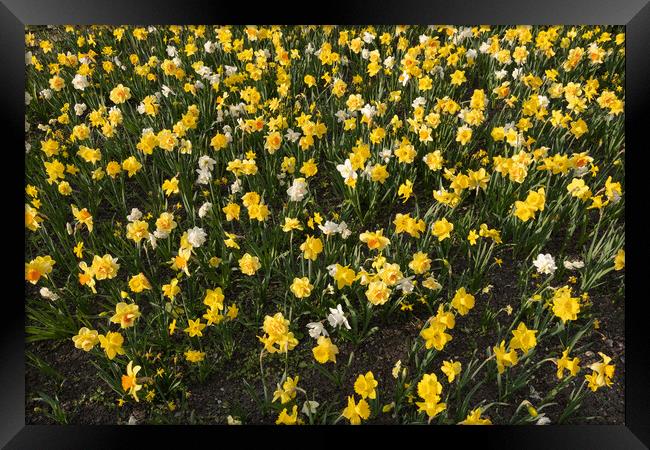 Narcissus Daffodil Blooming Flowers Field Framed Print by Artur Bogacki
